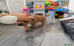 Staffordshire Bull Terrier dogs for sale: Staffordshire Bull Terrier Puppies – Rare colours - Image 7