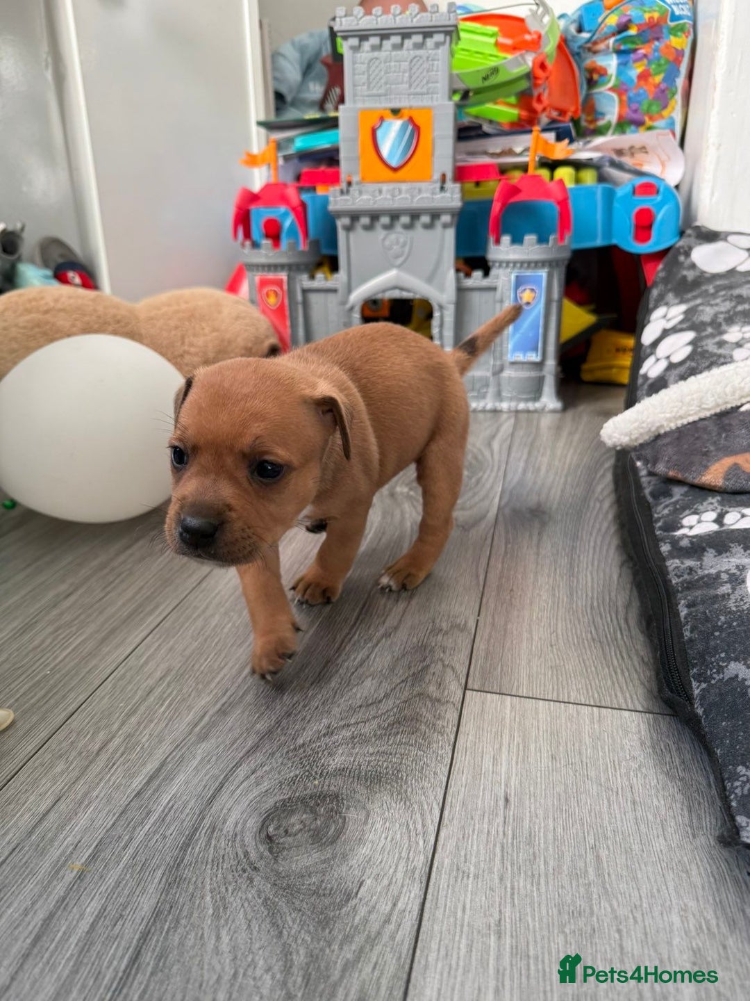 Staffordshire Bull Terrier dogs for sale: Staffordshire Bull Terrier Puppies – Rare colours - Image 7