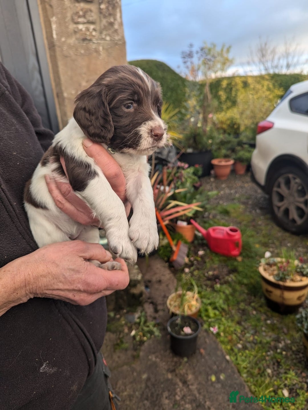 English Springer Spaniel dogs for sale: Springer Spaniel Puppies for sale - Image 8