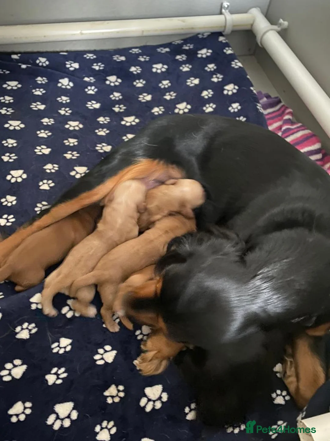 Cocker Spaniel dogs for stud: Outstanding OFTW Red Cocker, FULLY HEALTH TESTED in Bristol - Advert 23