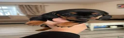 Miniature Dachshund dogs for sale: Miniature Dachshund puppies 🐶  - Advert 16