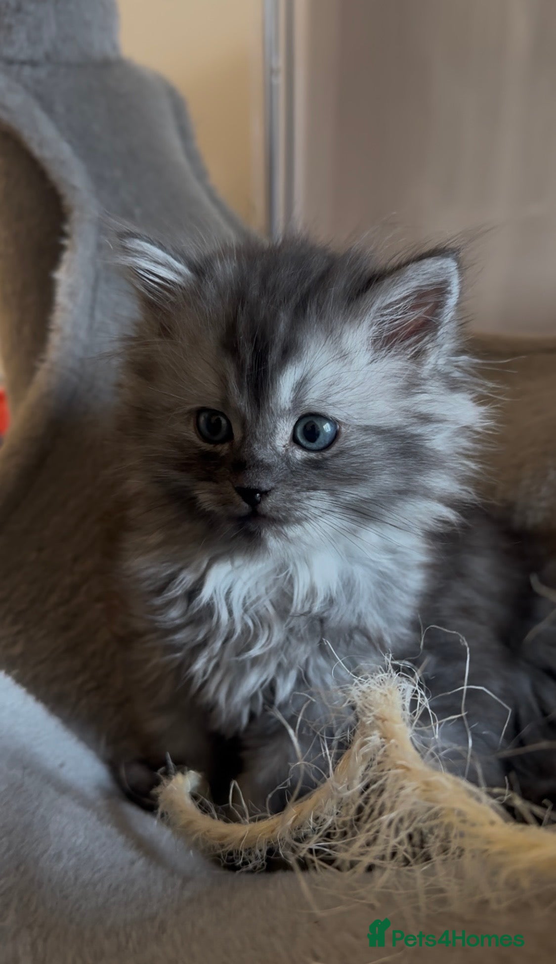 Perdoll cats DOLLFACE PERDOLL (PERSIAN-RAGDOLL) KITTENS - Advert 1