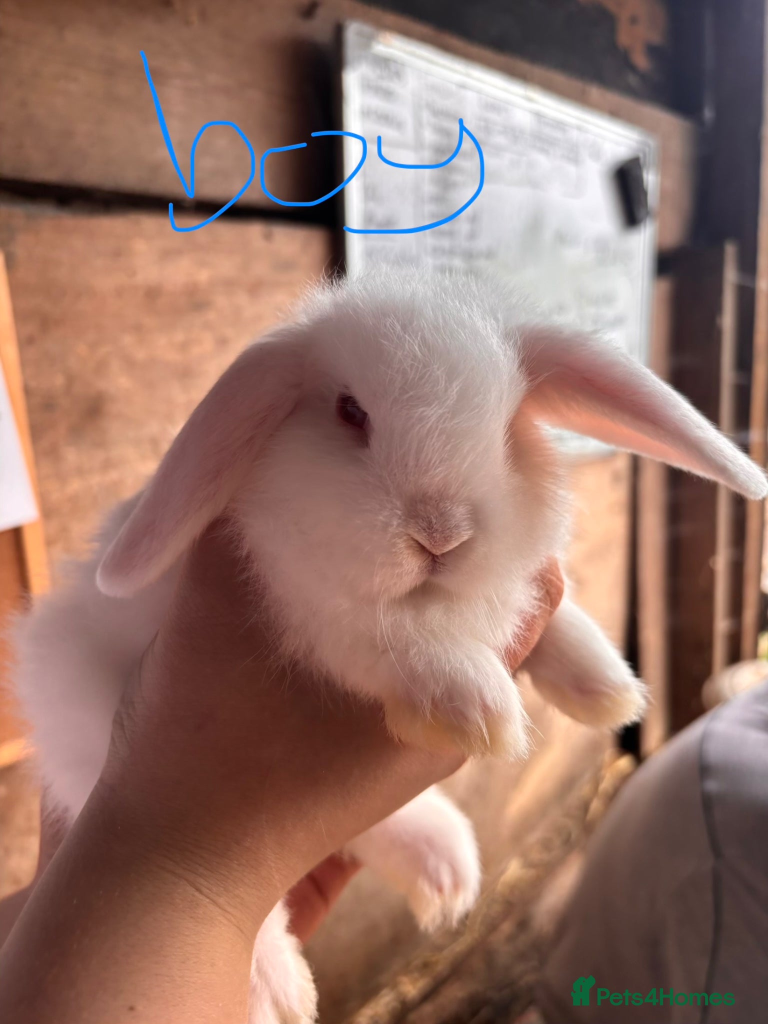Mini Lop rabbits for sale: 8 beautiful baby’s rabbit  - Advert 15