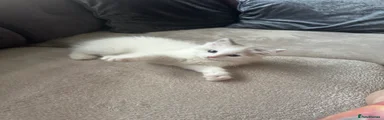 Ragdoll 2