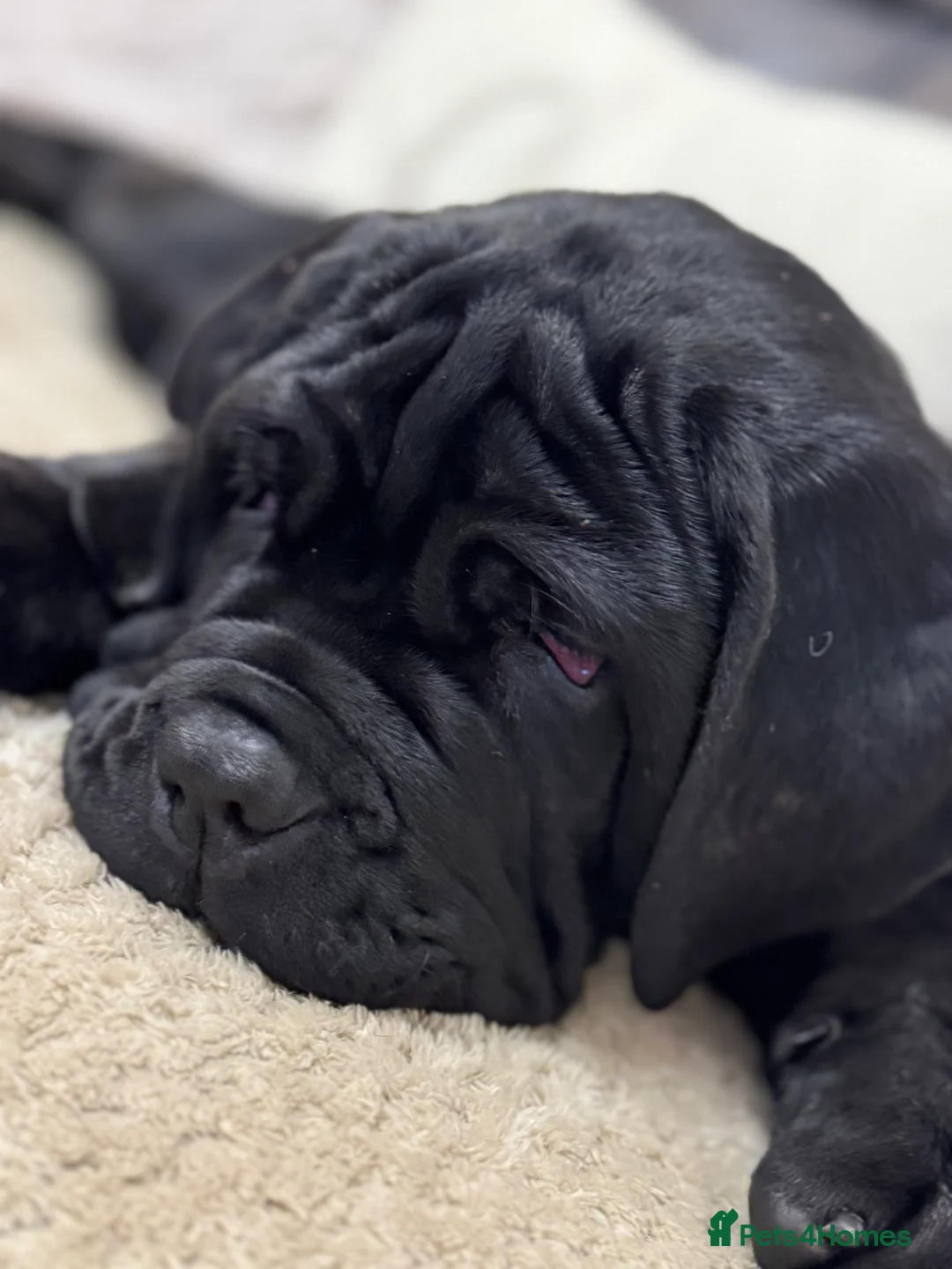 Neapolitan Mastiff dogs for sale: 2 black female Neapolitan mastiff puppies  - Advert 30