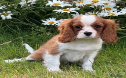 Cavalier King Charles Spaniel dogs for sale: Beautiful Blenheim Cavalier King Charles puppies - Image 13