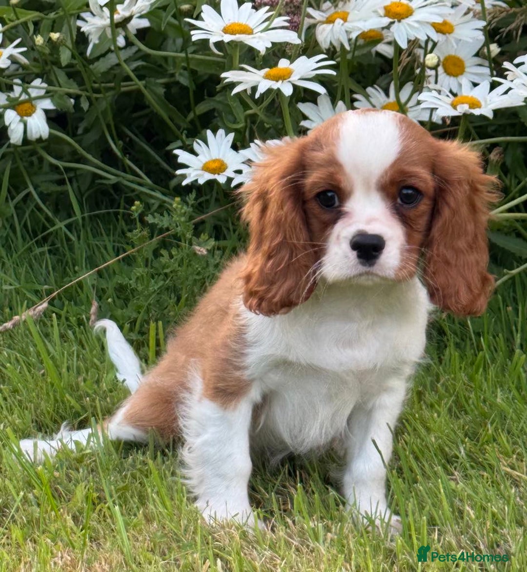 Cavalier King Charles Spaniel dogs for sale: Beautiful Blenheim Cavalier King Charles puppies - Image 13
