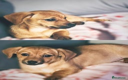 Mixed Breed dogs for sale: 2yr Playful DachshundxPom Full of Love&Personality - Image 7