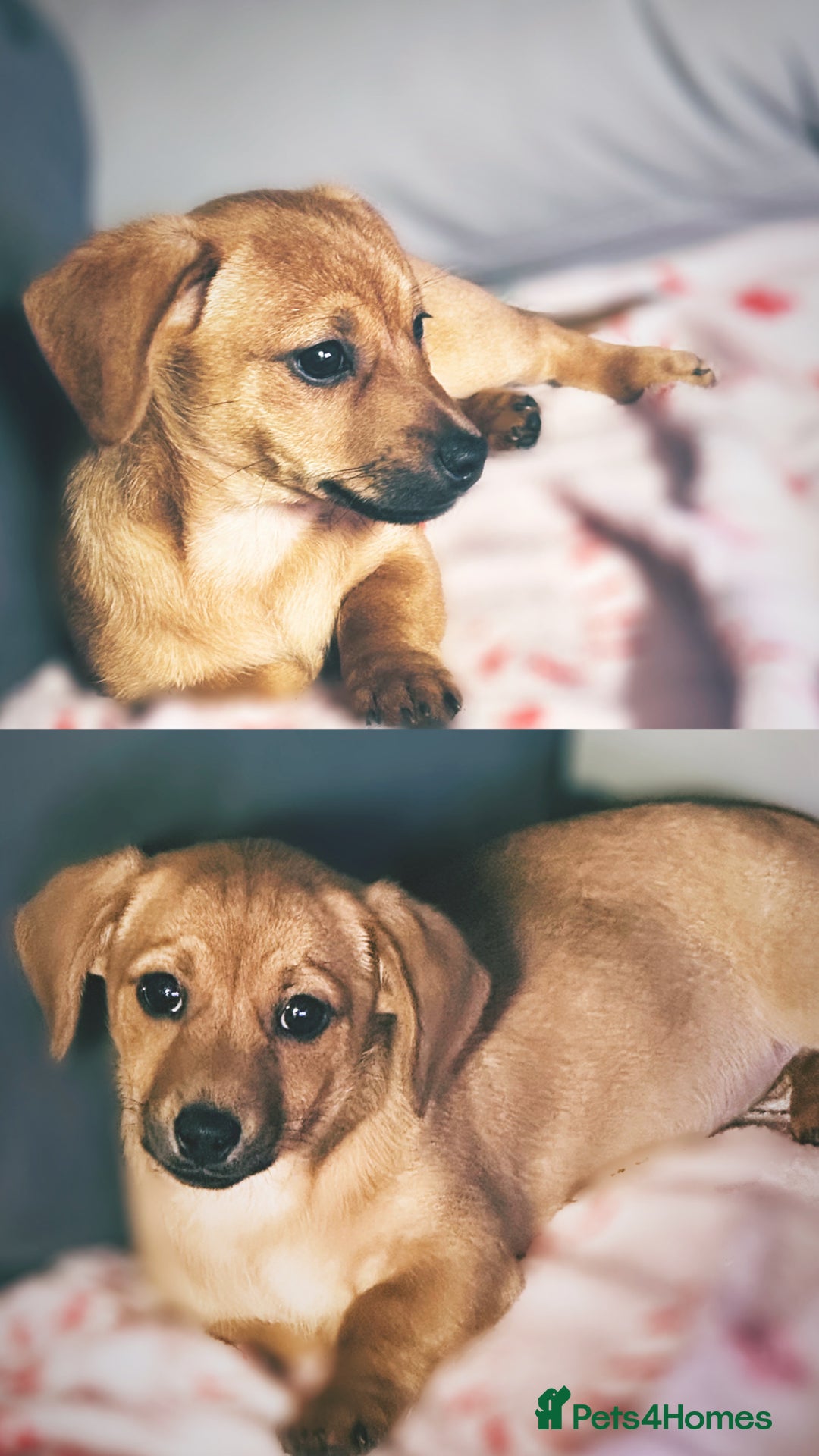 Mixed Breed dogs for sale: 2yr Playful DachshundxPom Full of Love&Personality - Image 7