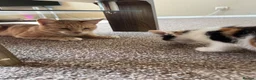 Mixed Breed cats for sale: 2 KITTENS AVAILABLE  - Advert 10