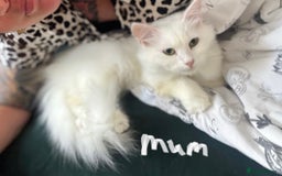 Siberian cats for sale: Pure White Siberian Boy - Image 18