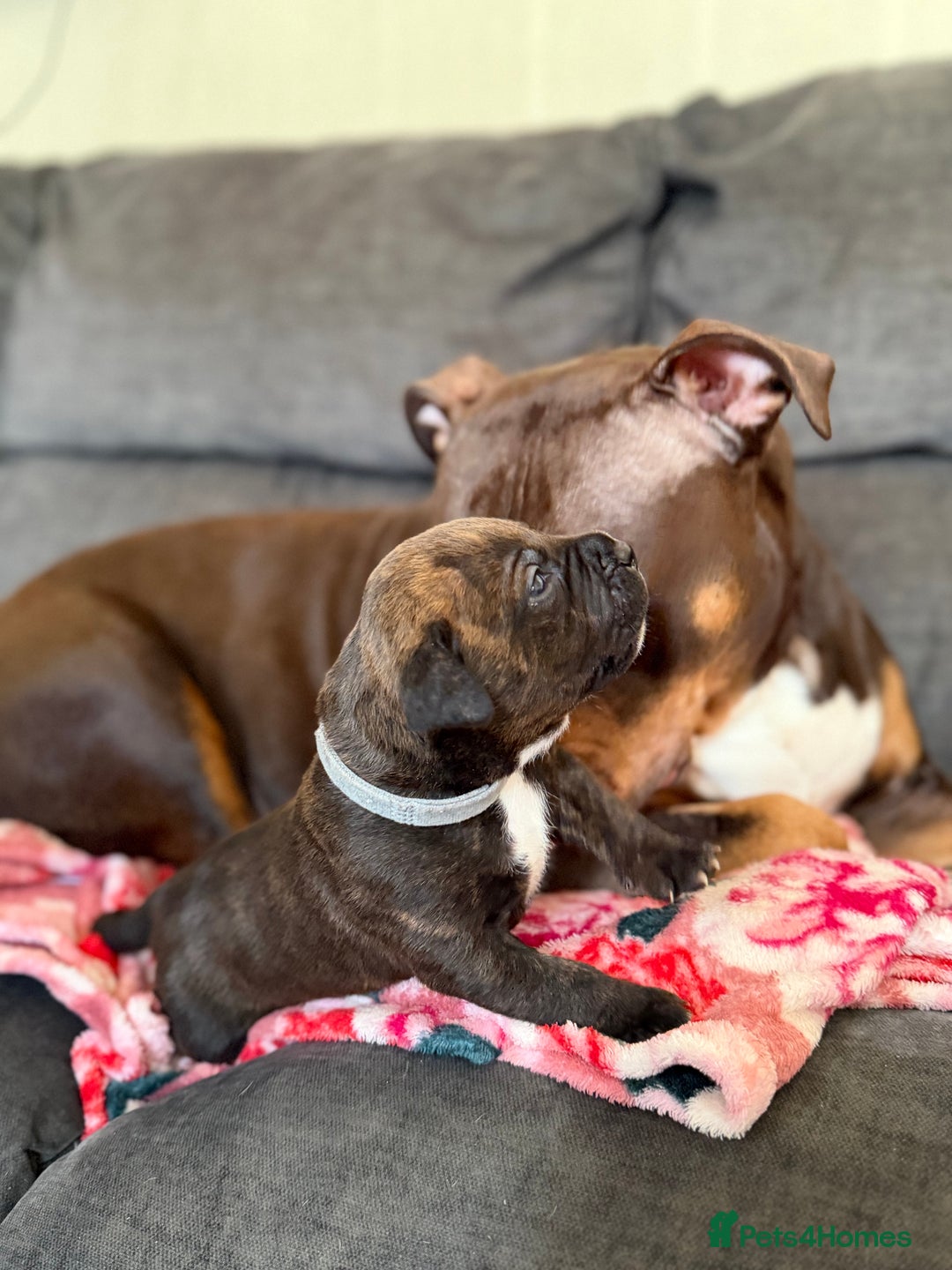 Mixed Breed dogs for sale: Beautiful Home- Reared Puppies!  - Advert 13