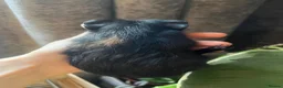 Guinea Pig rodents for sale: Baby Guinea Pigs for sale | ready to leave soon! - Advert 17