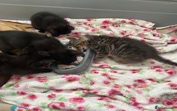 Mixed Breed cats for sale: Beautiful kittens - Image 2