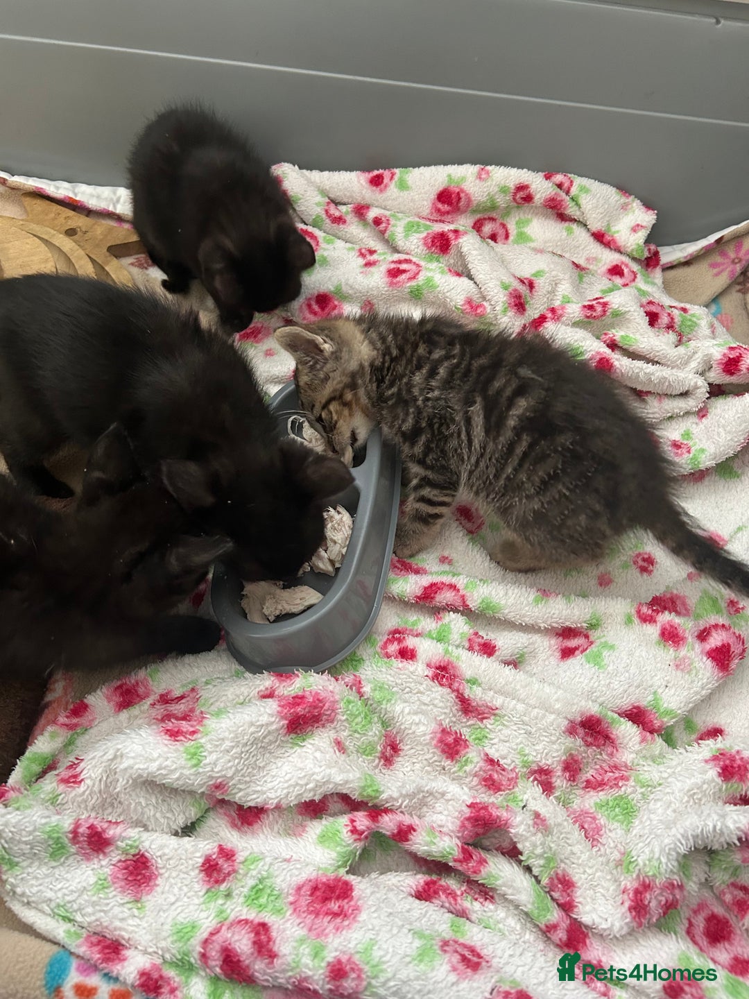 Mixed Breed cats for sale: Beautiful kittens - Image 2