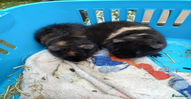 Guinea Pig rodents - Advert 3