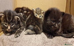 Mixed Breed cats for sale: Gorgeous Mixed Breed Main Coon Kittens  - Image 18