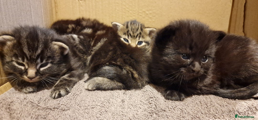 Mixed Breed cats for sale: Gorgeous Mixed Breed Main Coon Kittens  - Image 18