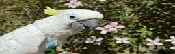 Cockatoo birds for sale: Triton Cockatoo - Beautiful Tame Trained & Social  in Stroud - Advert 11