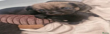 Pomchi 3