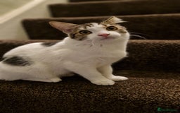 Bengal cats for sale: 🐾 Two Playful Tabby Male Kittens for Loving Homes - Image 3