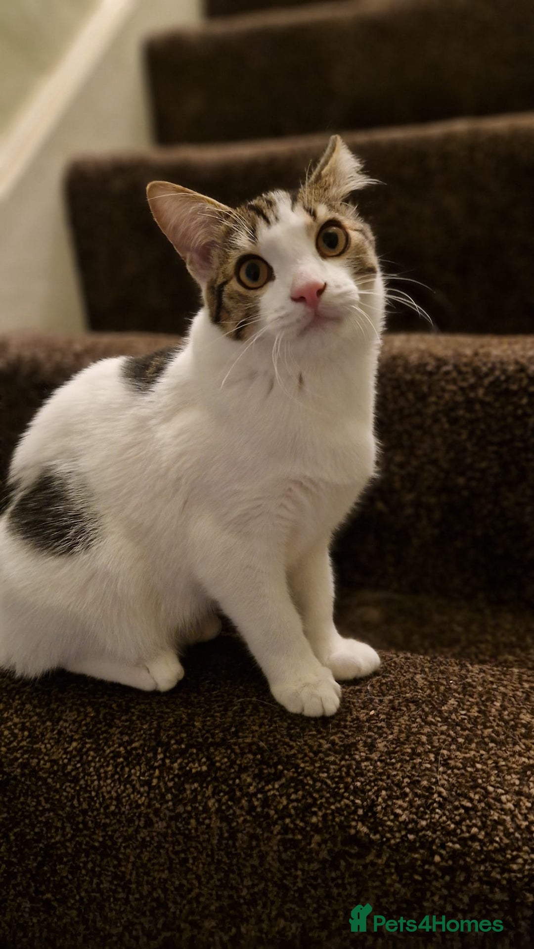 Bengal cats for sale: 🐾 Two Playful Tabby Male Kittens for Loving Homes - Image 3