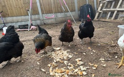Chickens poultry for sale: 🚜 5 Black Rock type Hybrids (price for all 5) - Image 4