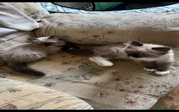 Ragdoll cats for sale: Beautiful Ragdoll kittens  - Image 15