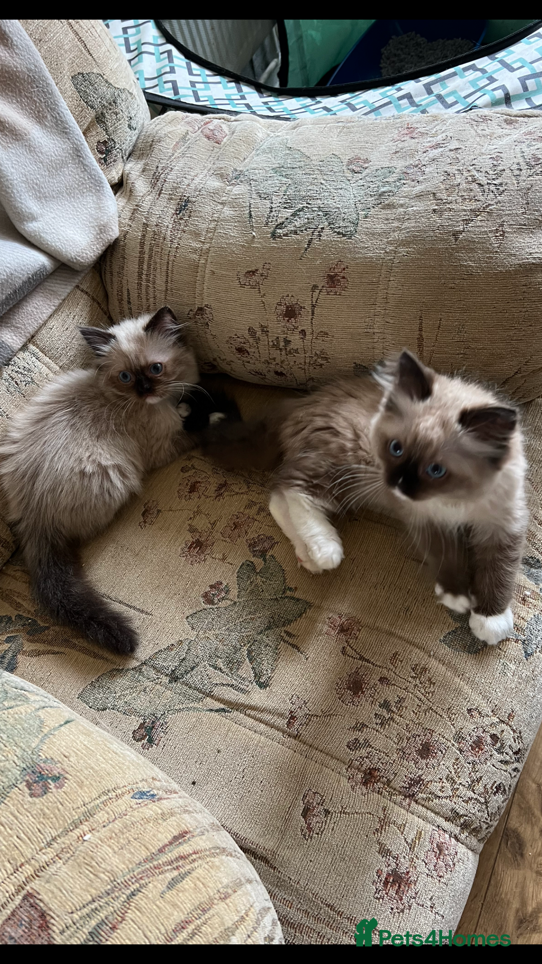 Ragdoll cats for sale: Beautiful Ragdoll kittens  - Image 15