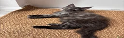 Maine Coon cats for sale: REDUCED TICA Black Smoke Maine Coon Girls - Advert 6