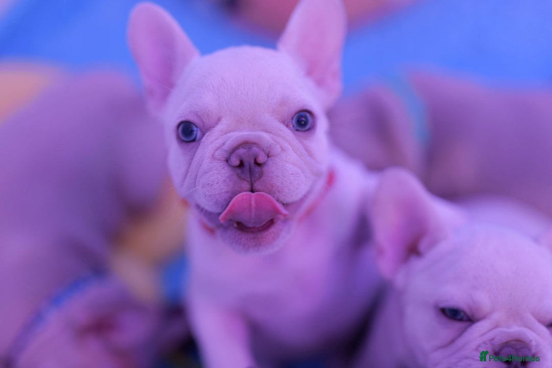 French Bulldog dogs for sale: KC French Bulldog Ready Now ! - Image 8