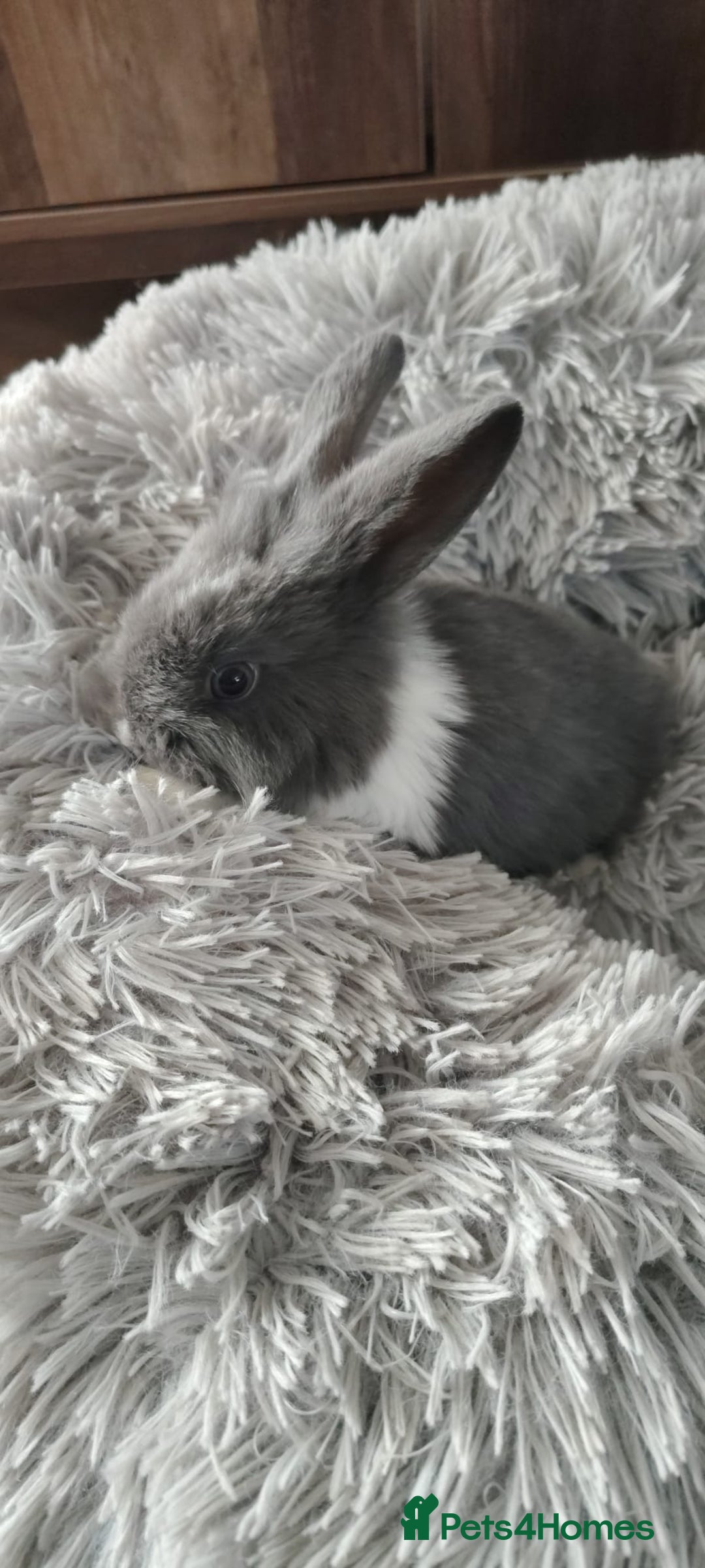 Mini Lop rabbits for sale: Beautiful Mini Lop Babies - 6 to choose from  - Image 32