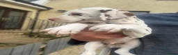 Dalmatian dogs for sale: Gorgeous Dalmatian Puppies - Advert 7