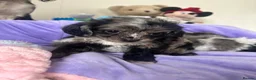 Cavapoo dogs for sale: Health tested Cavapoo pups  - Advert 18
