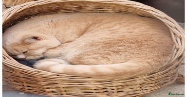 British Shorthair cats - Advert 11