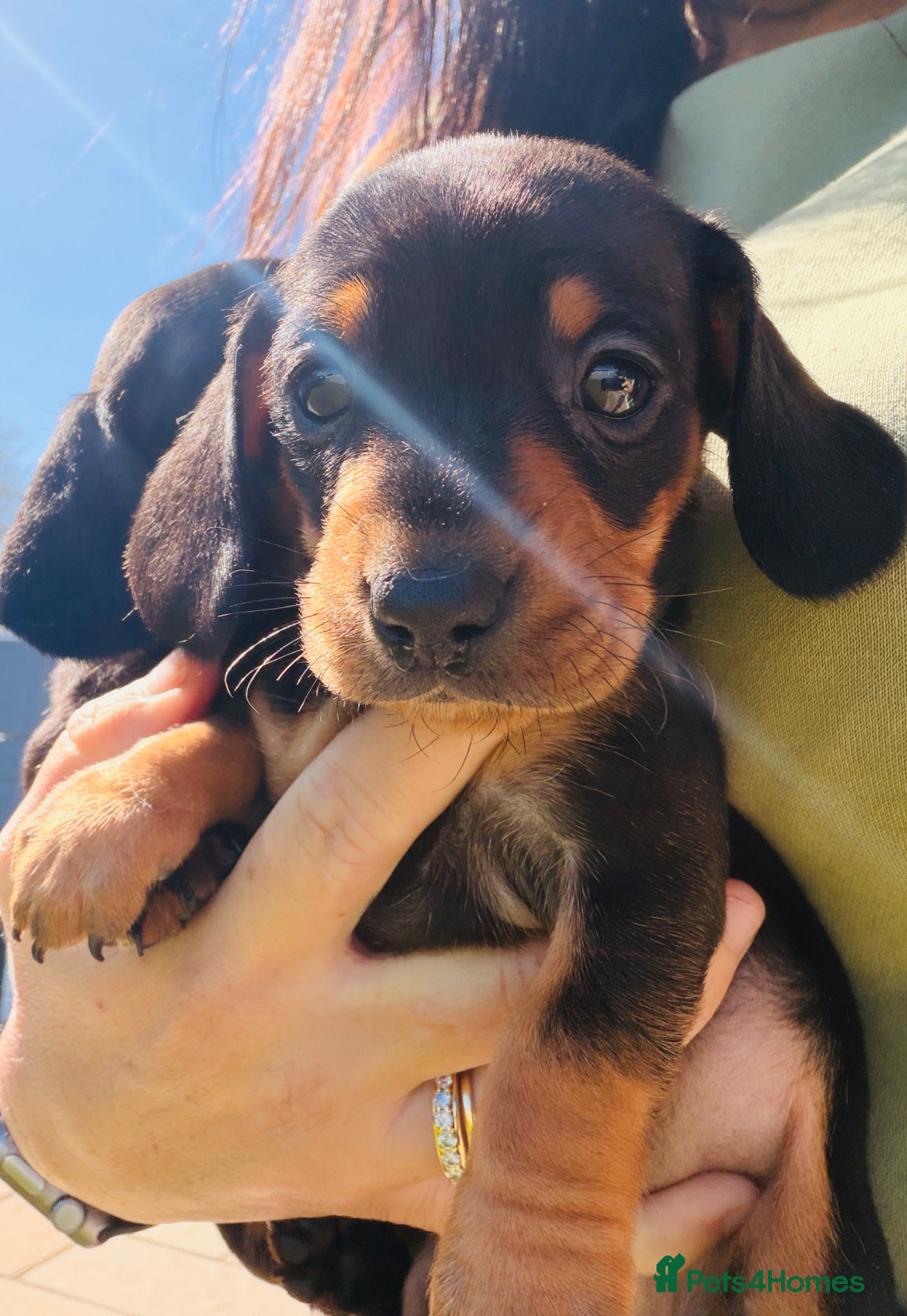 Miniature Dachshund dogs Miniature Dachshund pups KC reg pra cord1 clear - Advert 4