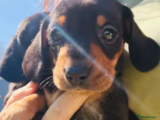 Miniature Dachshund dogs Miniature Dachshund pups KC reg pra cord1 clear - Advert 4