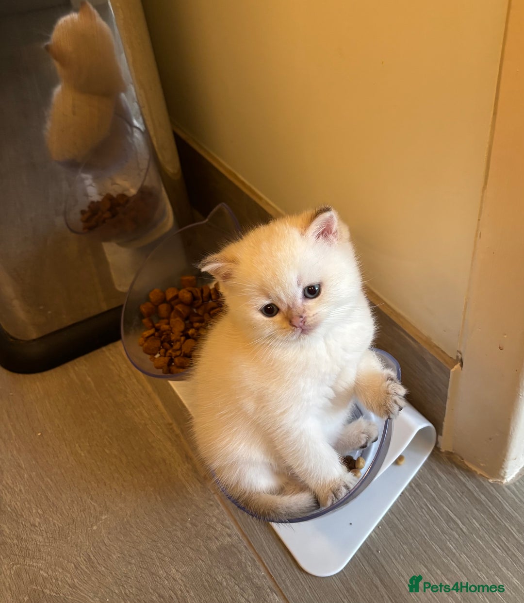British Shorthair cats for sale: British Shorthair golden and silver - Image 12