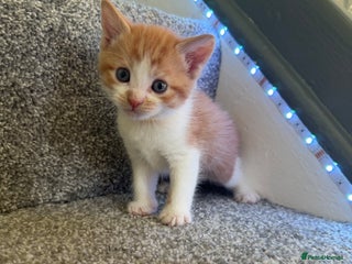 Domestic Shorthair cats - Advert 4