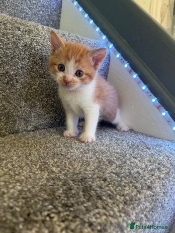 Domestic Shorthair cats - Advert 2