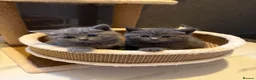 Scottish Fold cats for sale: 🐈‍⬛4 amazing Scottish Fold/Straight kittens - Advert 10