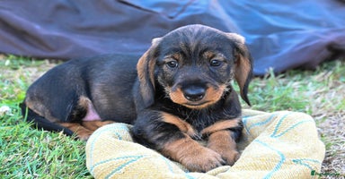 Dachshund dogs - Advert 15