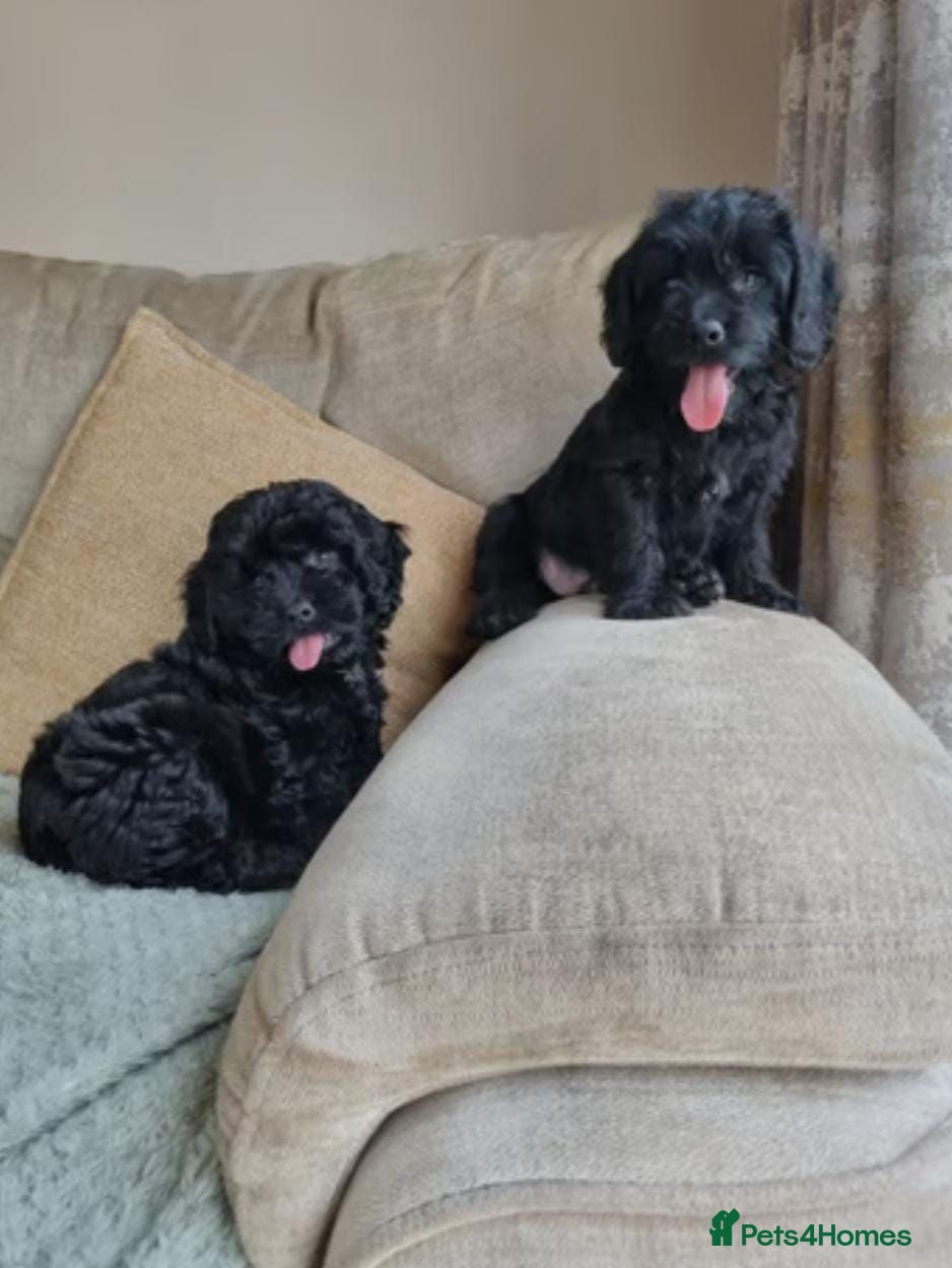 Cavapoo dogs Fully health checked cavapoo puppies - Advert 5