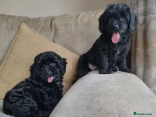 Cavapoo dogs Fully health checked cavapoo puppies - Advert 5