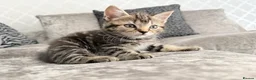 Mixed Breed cats for sale: READY TO LEAVE British ShorthairX kittens  - Advert 6