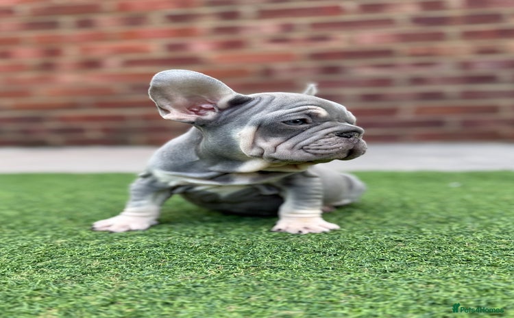French Bulldog dogs - Advert 1