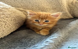 Maine Coon cats for sale: Maine coon babies - Advert 4