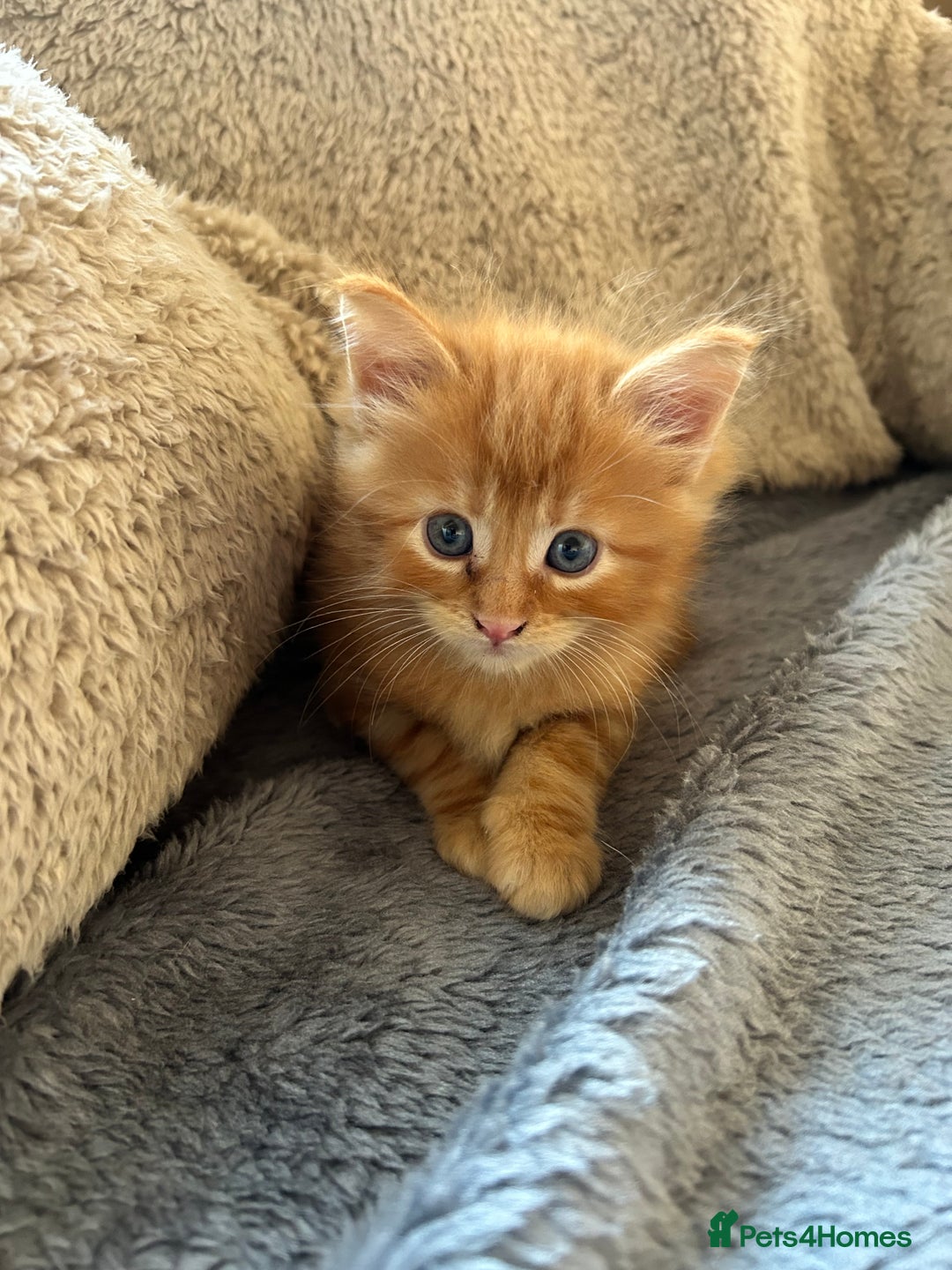 Maine Coon cats for sale: Maine coon babies - Advert 4