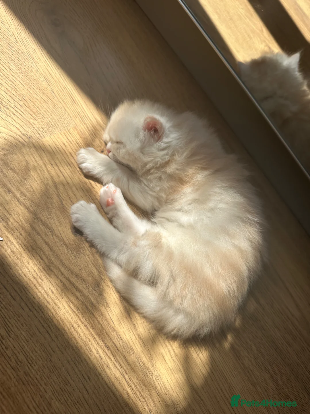 British Longhair cats for sale: Beautiful British Longhair Boys!! in Slough - Advert 15