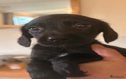 Cockerdor dogs for sale: Beautiful cockerdor puppies - Image 10